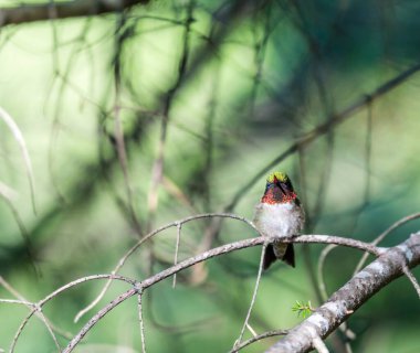 Dallara tüneyen güzel vahşi kuşun yakın çekimi