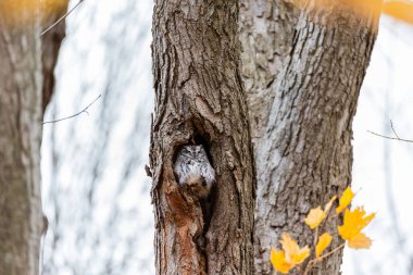 Ormandaki sevimli sincabı yakından çek.