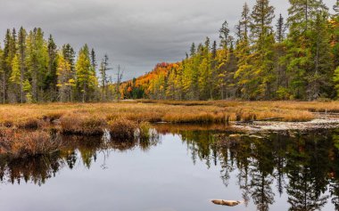 Yazlık ülkeye Kuzey Quebec'te almaya başlayan sonbahar etkiler. Kan kırmızı kış saldırı önce dönüm ağaçlar.