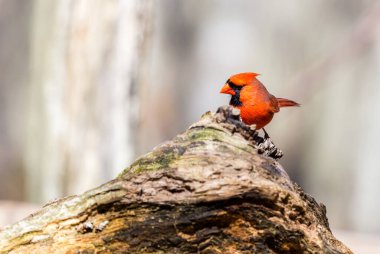 Tahtaya tüneyen güzel vahşi kuşun yakın çekimi