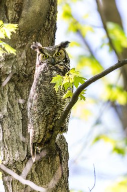 Doğal ortamdaki güzel baykuşun yakın plan çekimi.