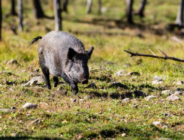 close-up shot of wild boar in natural habitat