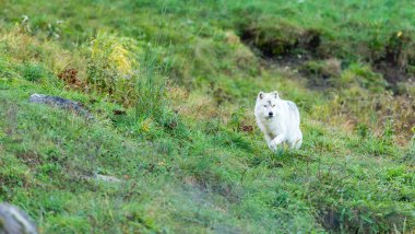 Doğadaki güzel beyaz kurdun yakın plan çekimi.