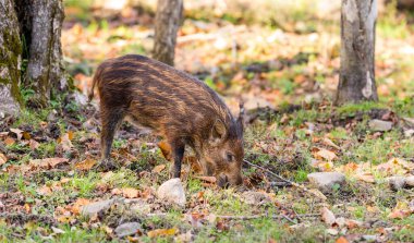 close-up shot of wild boar in natural habitat