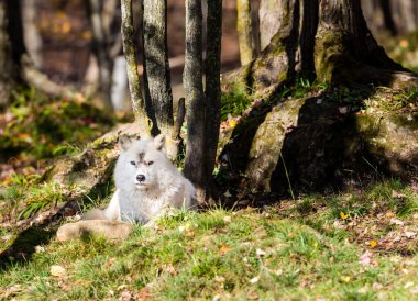 Doğadaki güzel beyaz kurdun yakın plan çekimi.