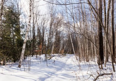 Karla kaplı ağaçlarla kaplı kış manzarası