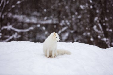  Güzel kutup tilkisinin doğaya yakın plan çekimi.