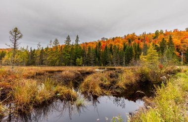 Yazlık ülkeye Kuzey Quebec'te almaya başlayan sonbahar etkiler. Kan kırmızı kış saldırı önce dönüm ağaçlar.