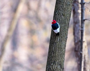 Dallara tüneyen güzel vahşi kuşun yakın çekimi