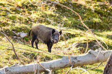 close-up shot of wild boar in natural habitat