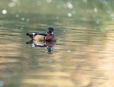 Gölde güzel bir yaban ördeği resmi.