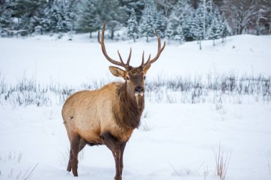Ormandaki güzel geyik manzarası