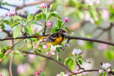 Dallara tüneyen güzel vahşi kuşun yakın çekimi