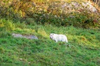 Doğadaki güzel beyaz kurdun yakın plan çekimi.