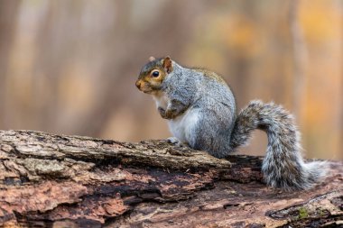 Ormandaki sevimli sincabı yakından çek.