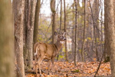 Ormandaki güzel geyik manzarası