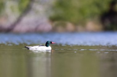 Göldeki güzel ördeğin yakın plan çekimi.