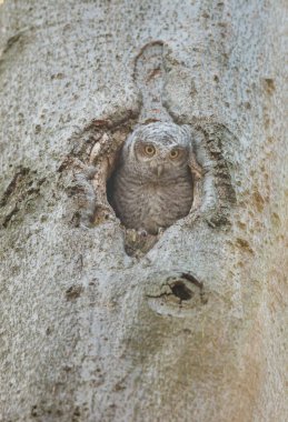 close-up shot of beautiful owl in natural habitat clipart