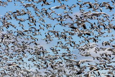 Doğal ortamdaki büyük beyaz kaz sürüsü.
