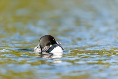 Gölde güzel bir yaban ördeği resmi.