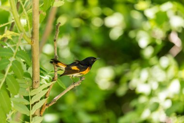 Dallara tüneyen güzel vahşi kuşun yakın çekimi