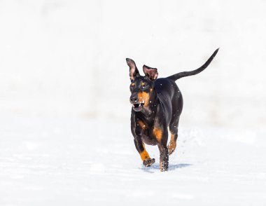 tapılası genç Doberman köpeği karda oynuyor