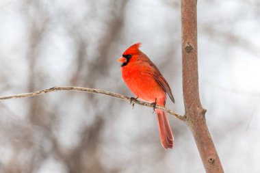 Dallara tüneyen güzel vahşi kuşun yakın çekimi
