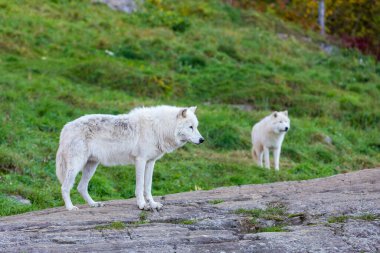 Orman çayırında bir grup vahşi kurt.