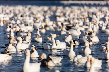 Doğal ortamdaki büyük beyaz kaz sürüsü.