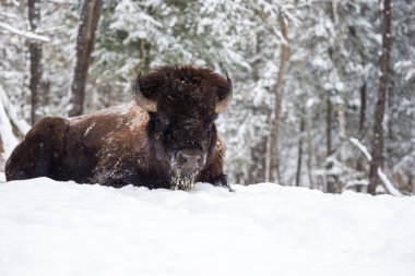 Vahşi bizonların kış ormanlarındaki manzaralı görüntüleri.
