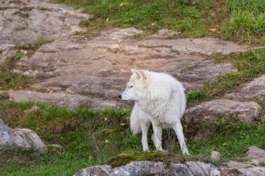Doğadaki güzel beyaz kurdun yakın plan çekimi.
