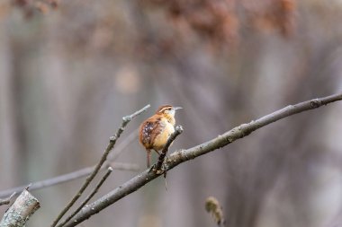 Dallara tüneyen güzel vahşi kuşun yakın çekimi