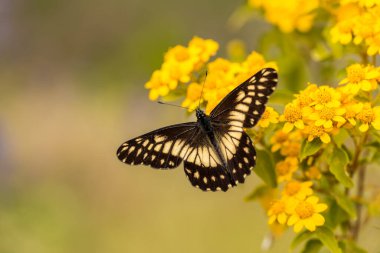 Çiçek üzerindeki güzel kelebeğin yakın plan çekimi.