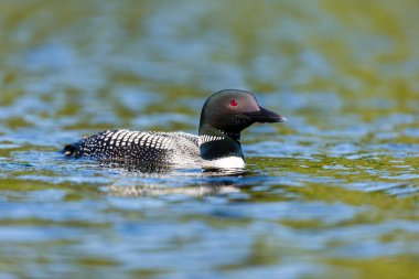 Gölde güzel bir yaban ördeği resmi.