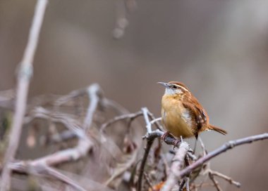 Dallara tüneyen güzel vahşi kuşun yakın çekimi