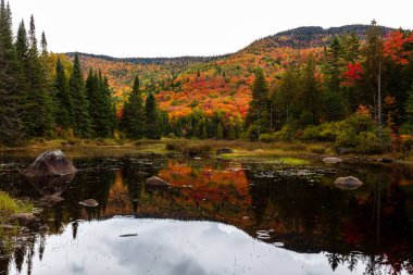 arka plan için manzaralı sonbahar ormanı manzarası