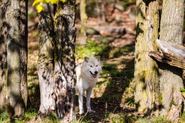 Doğadaki güzel beyaz kurdun yakın plan çekimi.