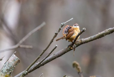 Dallara tüneyen güzel vahşi kuşun yakın çekimi