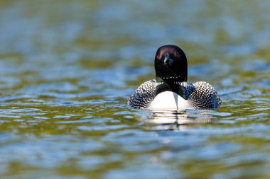 Gölde güzel bir yaban ördeği resmi.