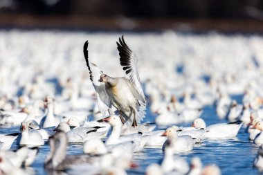 Doğal ortamdaki büyük beyaz kaz sürüsü.