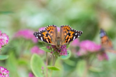 Çiçek üzerindeki güzel kelebeğin yakın plan çekimi.