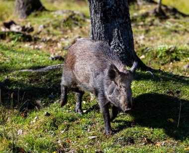 close-up shot of wild boar in natural habitat