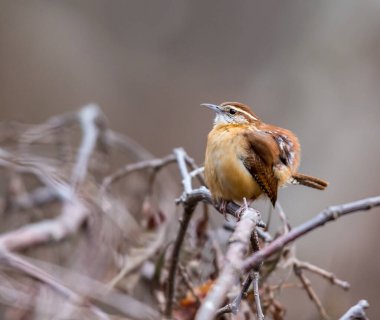 Dallara tüneyen güzel vahşi kuşun yakın çekimi
