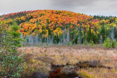 Yazlık ülkeye Kuzey Quebec'te almaya başlayan sonbahar etkiler. Kan kırmızı kış saldırı önce dönüm ağaçlar.