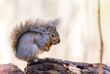 Ormandaki güzel sincabı yakından çek.