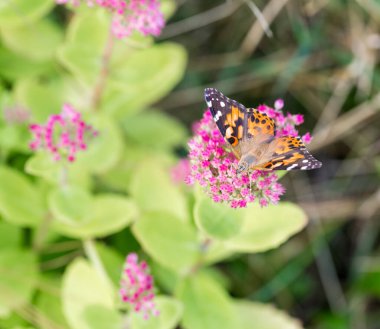 Çiçek üzerindeki güzel kelebeğin yakın plan çekimi.