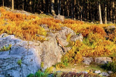 Sonbaharda dağ ormanlarında vahşi keçi manzarası.