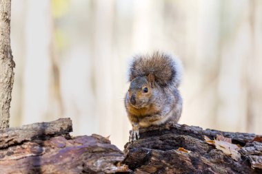 Ormandaki güzel sincabı yakından çek.