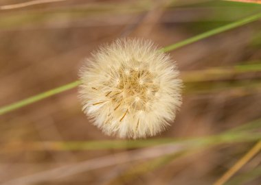 Çayırdaki güzel karahindibanın yakın plan çekimi.