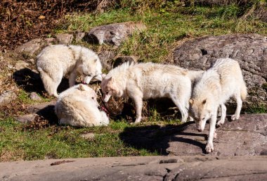 Bir grup vahşi kurt orman çayırında avlarını paylaşıyor.